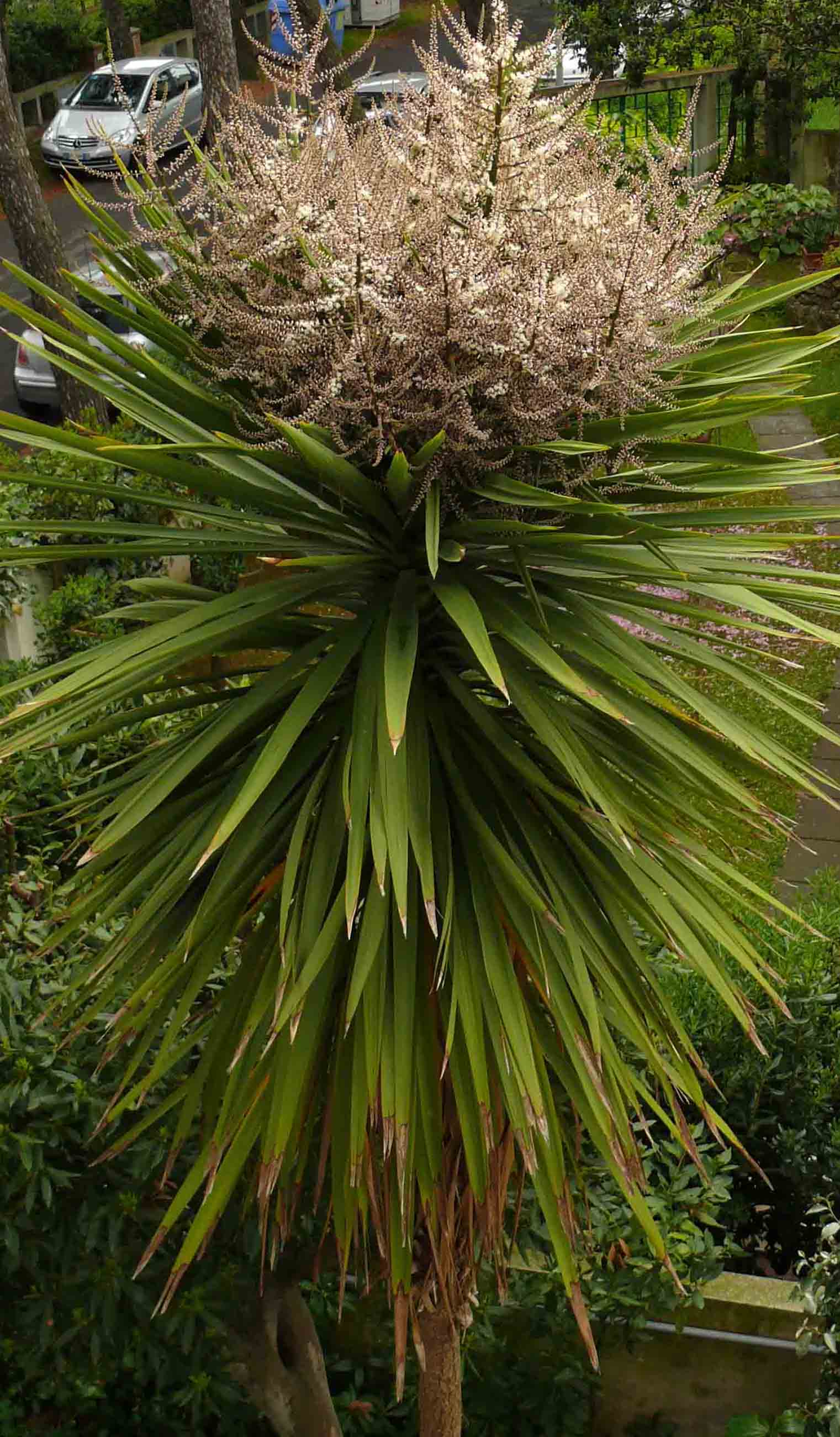 Tronco della felicit fiorito spontaneo a Rosignano very big